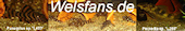 Banner welsfans.de